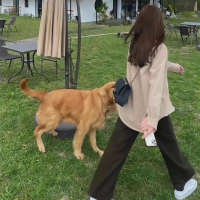 《小小迪特想要飞》海报
